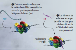El nucleosoma completo, formado por el cuerpo enrollado por el ADN y la histina enlazante H1. (José M. Eirín López, 2011)