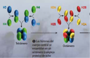 Formación del cuerpo de los nucleosomas en base a la unión de las familias H2A, H2B, H3 Y H4. (José M. Eirín López, 2011)